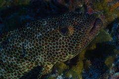 Epinephelus