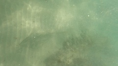 Pseudobatos productus