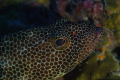 Epinephelus