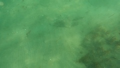 Pseudobatos productus