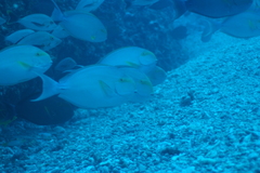 Acanthuridae