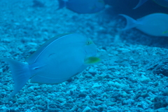 Acanthuridae