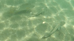 Umbrina roncador