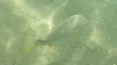 Umbrina roncador
