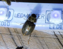 Enochrus