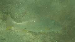 Umbrina roncador