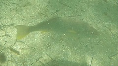 Umbrina roncador