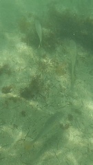 Umbrina roncador