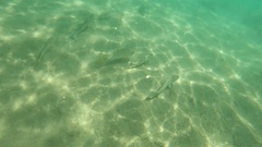 Umbrina roncador