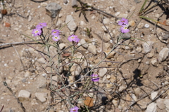 Malcolmia littorea