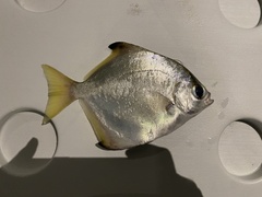 Monodactylus argenteus