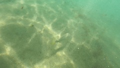 Umbrina roncador
