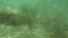 Umbrina roncador
