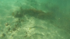 Umbrina roncador