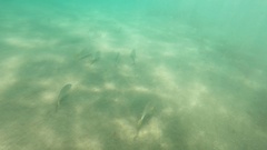 Umbrina roncador
