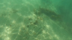 Umbrina roncador