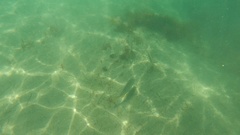 Umbrina roncador