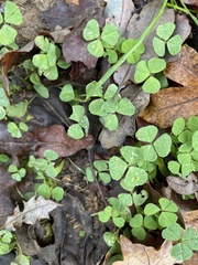 Trifolium repens