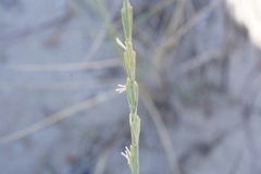 Elymus farctus