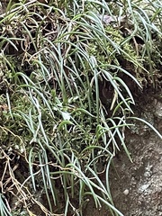 Dendrobium striolatum