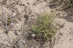 Launaea fragilis