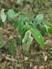 Phyllocnistis diaugella