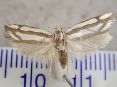 Myrascia