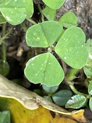 Medicago arabica