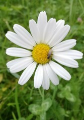 Leucanthemum vulgare