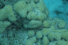 Palythoa tuberculosa