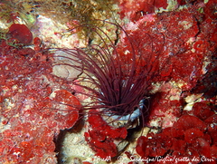 Cerianthus membranaceus