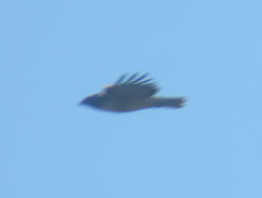 Buteo jamaicensis