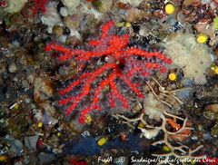 Corallium rubrum