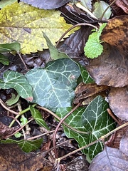 Hedera helix