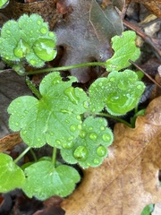 Veronica hederifolia