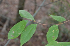 Frangula caroliniana