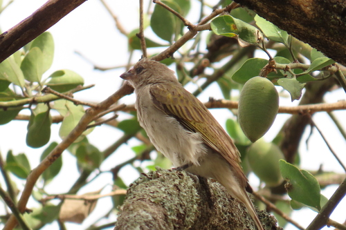 iNaturalist image