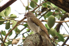 Indicator meliphilus