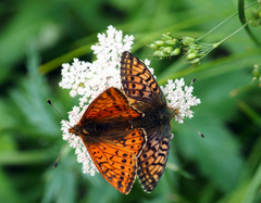 Boloria napaea