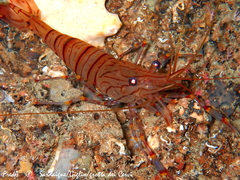 Palaemon serratus