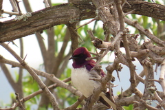 Cinnyricinclus leucogaster