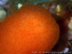 Pseudodistoma cyrnusense