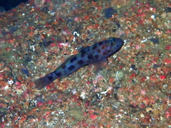 Thorogobius ephippiatus