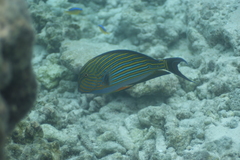 Acanthurus lineatus