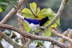 Cyanocorax cristatellus