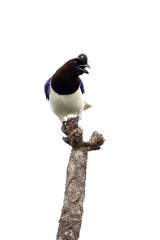 Cyanocorax cristatellus