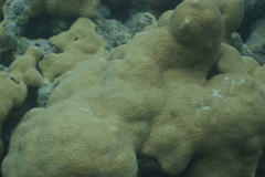 Palythoa tuberculosa