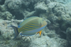 Acanthurus lineatus