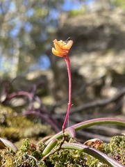 Dendrobium striolatum