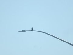 Corvus brachyrhynchos